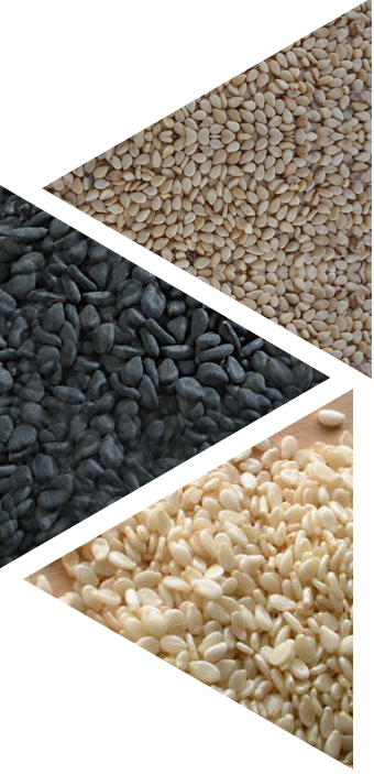 White/Brown/Black Sesame SeedS 